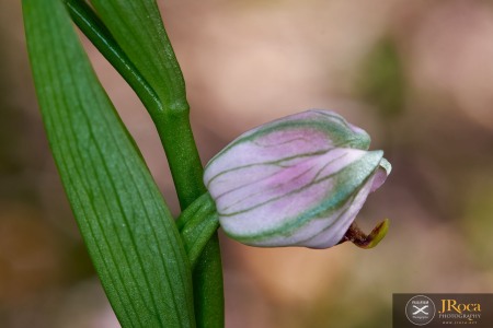 Ophrys apifera f. fulvofusca (M.P.Grasso & Scrugli) P.Delforge