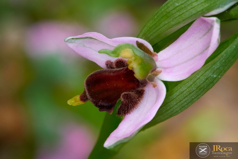 Ophrys apifera f. fulvofusca (M.P.Grasso & Scrugli) P.Delforge