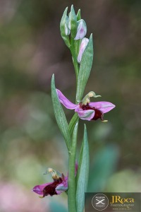 Ophrys apifera f. fulvofusca (M.P.Grasso & Scrugli) P.Delforge