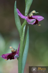 Ophrys apifera f. fulvofusca (M.P.Grasso & Scrugli) P.Delforge