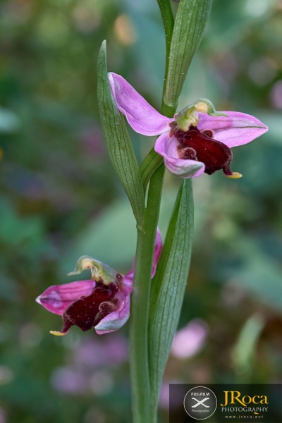 Ophrys apifera f. fulvofusca (M.P.Grasso & Scrugli) P.Delforge