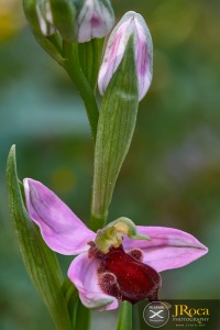 Ophrys apifera f. fulvofusca (M.P.Grasso & Scrugli) P.Delforge