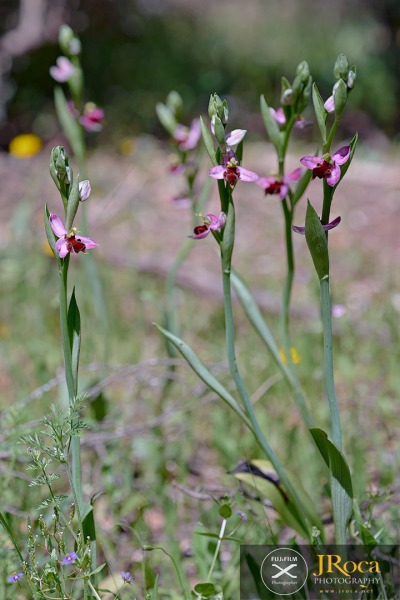 Ophrys apifera f. fulvofusca (M.P.Grasso & Scrugli) P.Delforge