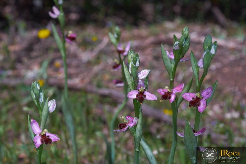Ophrys apifera f. fulvofusca (M.P.Grasso & Scrugli) P.Delforge