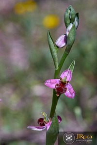 Ophrys apifera f. fulvofusca (M.P.Grasso & Scrugli) P.Delforge