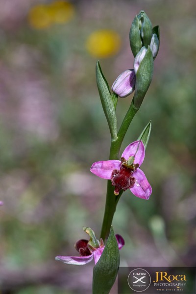 Ophrys apifera f. fulvofusca (M.P.Grasso & Scrugli) P.Delforge