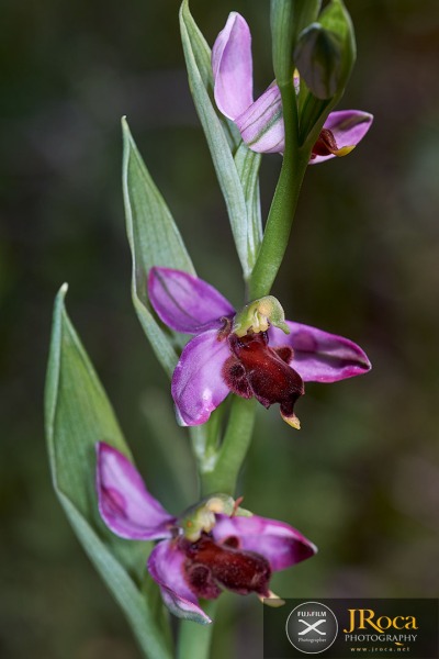 Ophrys apifera f. fulvofusca (M.P.Grasso & Scrugli) P.Delforge