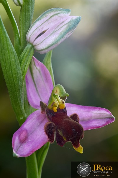 Ophrys apifera f. fulvofusca (M.P.Grasso & Scrugli) P.Delforge