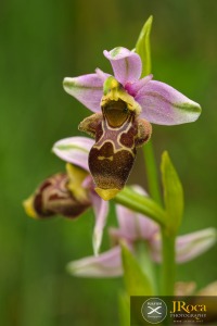 Ophrys corbariensis J.Samuel & J.-M.Lewin