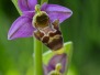 Ophrys corbariensis