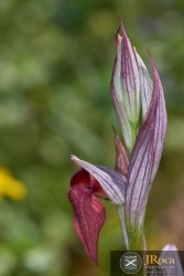 Serapias occidentalis