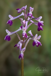 Anacamptis longicornu (Poir.) R.M. Bateman, Pridgeon & M.W. Chase 1997