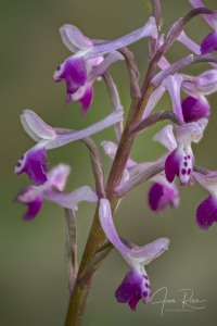 Anacamptis longicornu (Poir.) R.M. Bateman, Pridgeon & M.W. Chase 1997