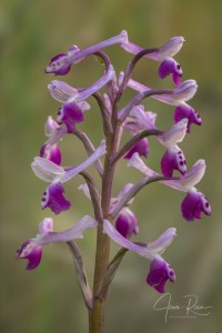 Anacamptis longicornu (Poir.) R.M. Bateman, Pridgeon & M.W. Chase 1997