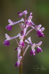 Anacamptis longicornu (Poir.) R.M. Bateman, Pridgeon & M.W. Chase 1997