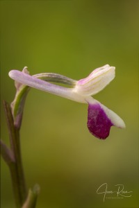 Anacamptis longicornu (Poir.) R.M. Bateman, Pridgeon & M.W. Chase 1997