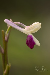 Anacamptis longicornu (Poir.) R.M. Bateman, Pridgeon & M.W. Chase 1997