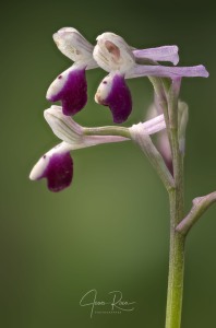 Anacamptis longicornu (Poir.) R.M. Bateman, Pridgeon & M.W. Chase 1997