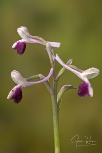 Anacamptis longicornu (Poir.) R.M. Bateman, Pridgeon & M.W. Chase 1997