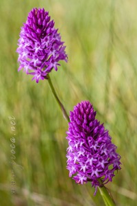 Anacamptis pyramidalis (L.) Rich.