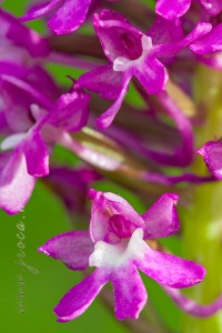 Anacamptis pyramidalis (L.) Rich.