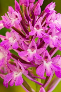 Anacamptis pyramidalis (L.) Rich.