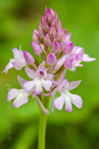 Anacamptis pyramidalis (L.) Rich.