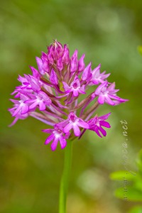 Anacamptis pyramidalis (L.) Rich.