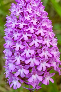 Anacamptis pyramidalis (L.) Rich.