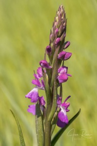 Anacamptis robusta (T. Stephenson) R.M. Bateman 2003