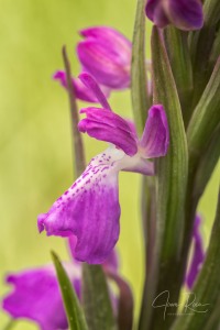 Anacamptis robusta (T. Stephenson) R.M. Bateman 2003