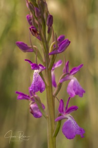 Anacamptis robusta (T. Stephenson) R.M. Bateman 2003
