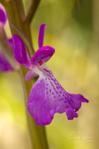 Anacamptis robusta (T. Stephenson) R.M. Bateman 2003