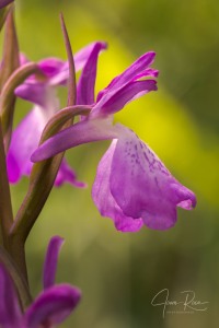 Anacamptis robusta (T. Stephenson) R.M. Bateman 2003