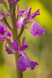 Anacamptis robusta (T. Stephenson) R.M. Bateman 2003
