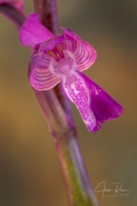 Anacamptis x albertii  (A.CAMUS) B.BOCK