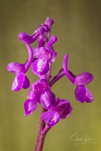 Anacamptis x albertii  (A.CAMUS) B.BOCK