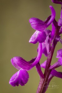 Anacamptis x albertii  (A.CAMUS) B.BOCK