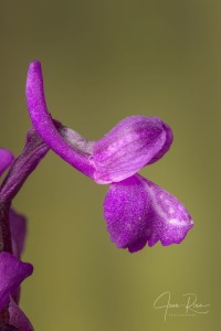 Anacamptis x albertii  (A.CAMUS) B.BOCK