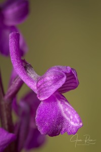 Anacamptis x albertii  (A.CAMUS) B.BOCK