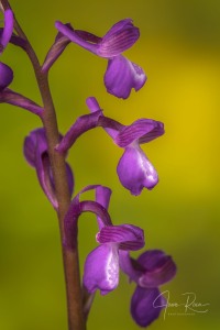 Anacamptis x albertii  (A.CAMUS) B.BOCK