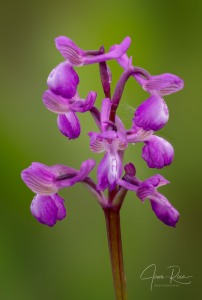 Anacamptis x albertii  (A.CAMUS) B.BOCK