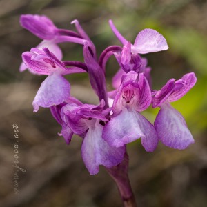 Anacamptis x gennarii (Rchb.f) H. Kretzschmar, Eccarius & H. Dietr. 2007