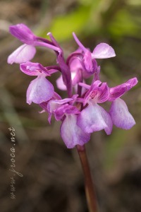 Anacamptis x gennarii (Rchb.f) H. Kretzschmar, Eccarius & H. Dietr. 2007