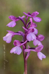 Anacamptis x gennarii (Rchb.f) H. Kretzschmar, Eccarius & H. Dietr. 2007