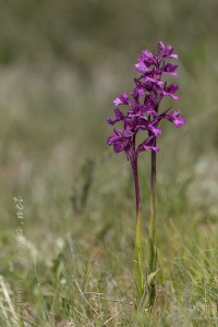 Anacamptis x gennarii (Rchb.f) H. Kretzschmar, Eccarius & H. Dietr. 2007