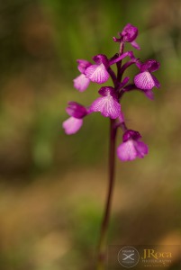 Anacamptis × gennarii (Rchb.f.) H.Kretzschmar, Eccarius & H.Dietr