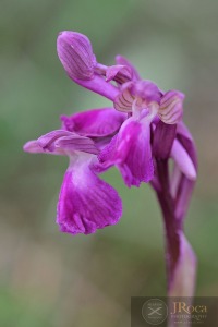 Anacamptis × semisaccata (E.G.Camus) H.Kretzschmar, Eccarius & H.Dietr.