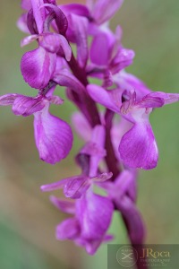 Anacamptis × semisaccata (E.G.Camus) H.Kretzschmar, Eccarius & H.Dietr.