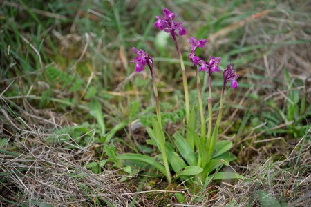Anacamptis × semisaccata (E.G.Camus) H.Kretzschmar, Eccarius & H.Dietr.